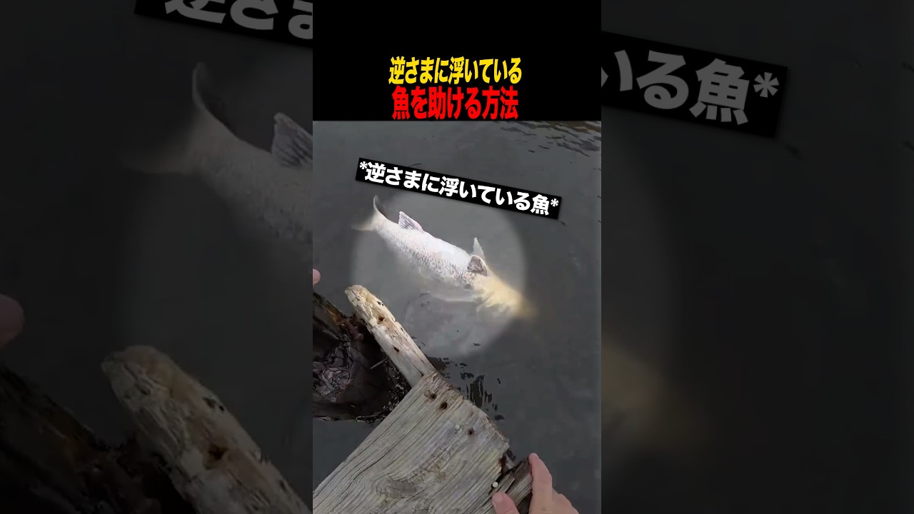 逆さまに浮いている魚を助ける方法