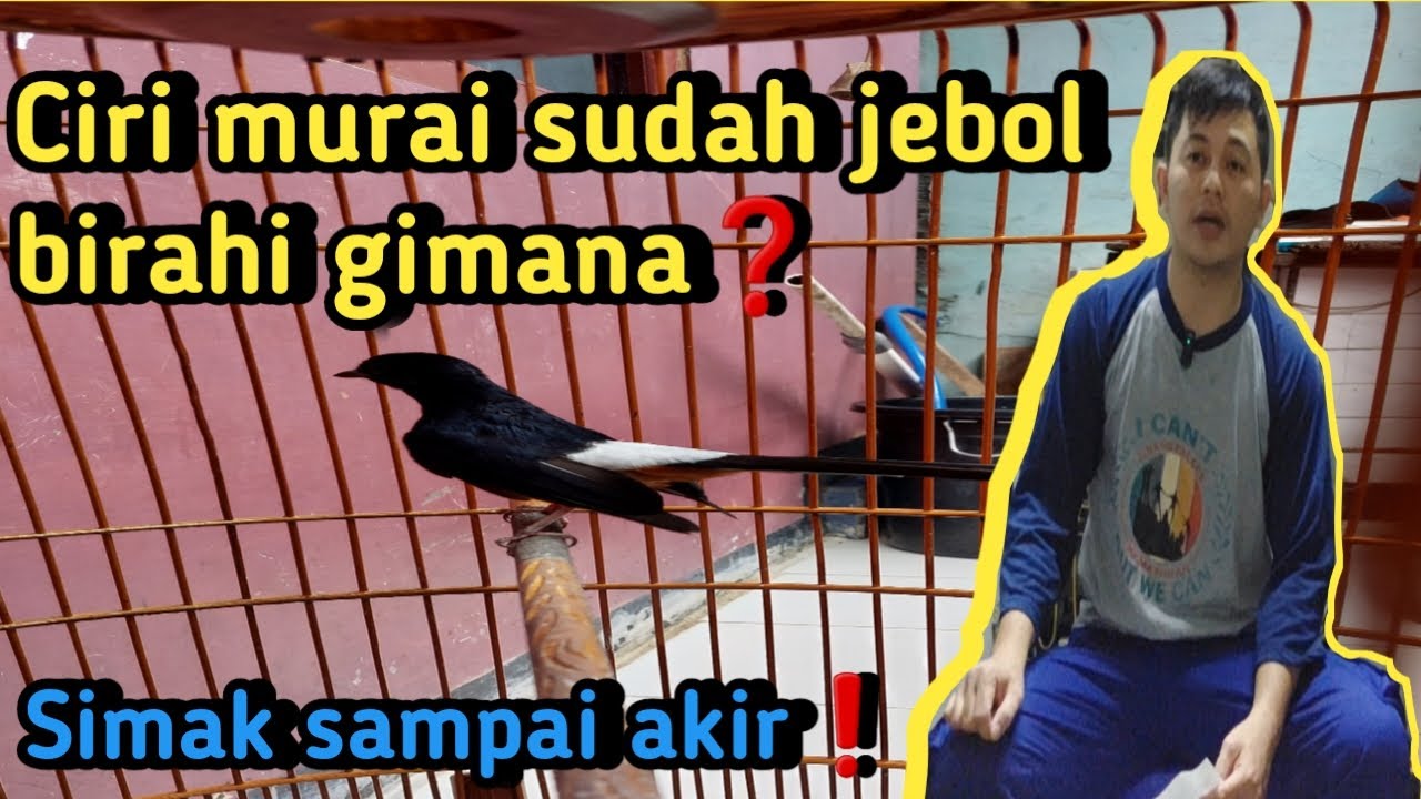Ciri ciri murai sudah jebol birahi gimana❓️