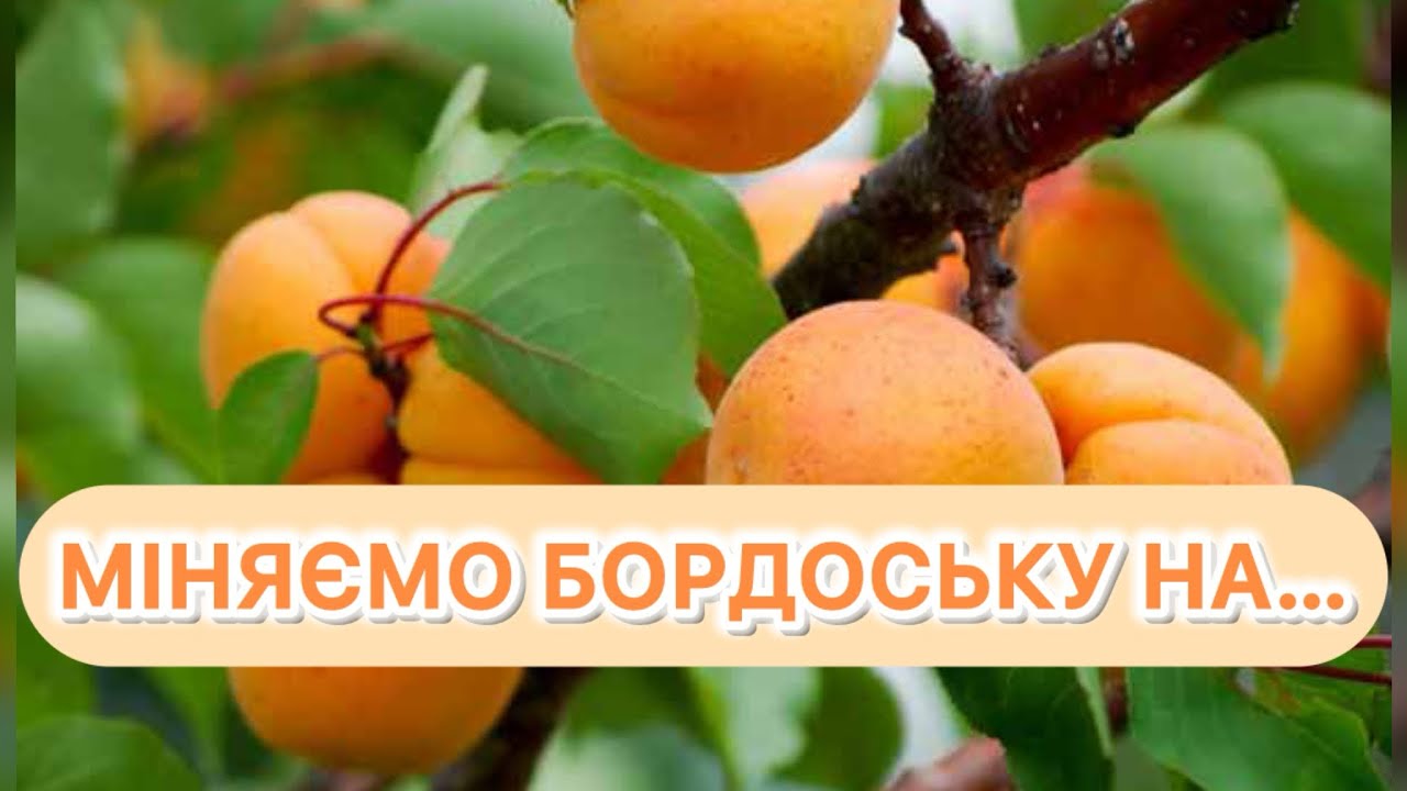 Бордоська суміш більше не потрібна? Крута альтернатива!