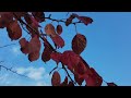 [cover] 秋色化粧 version5 / 上田知華 + Karyobin [cover]