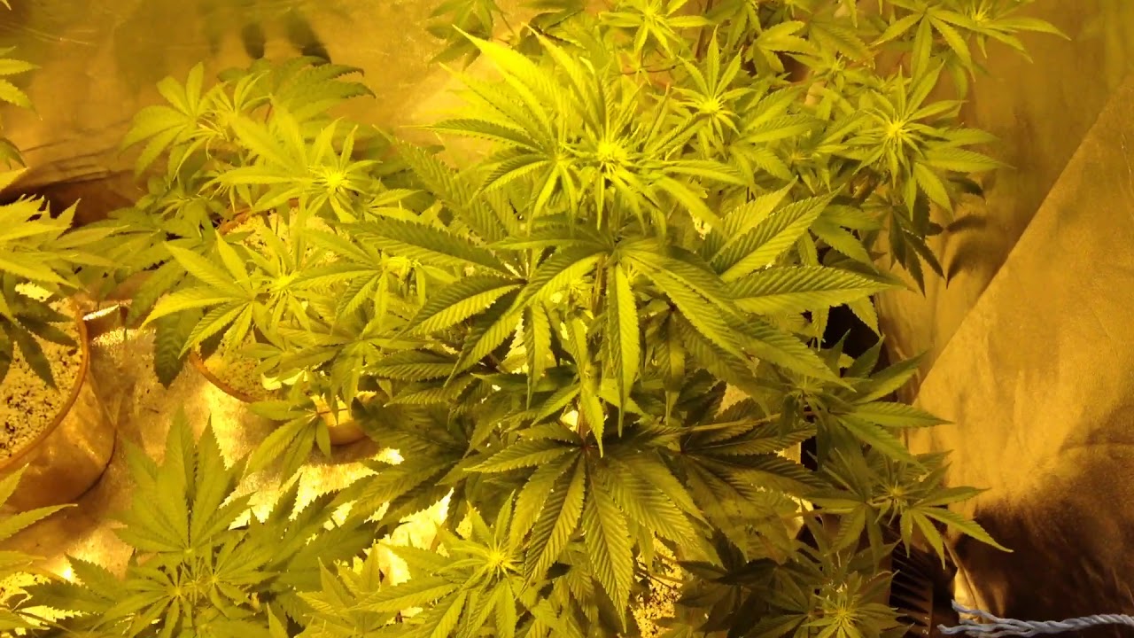 Lemon zkittles & Lemonaid