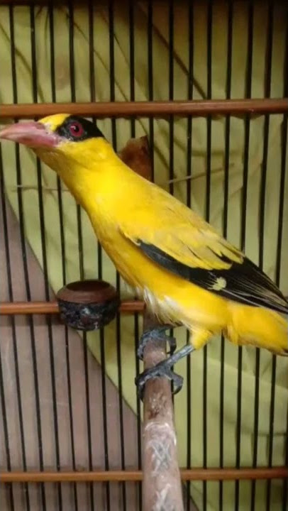 suara pikat burung kepodang emas dijamin langsung nyaut