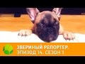 Звериный репортер. Эпизод 14. Сезон 1 | Живая Планета