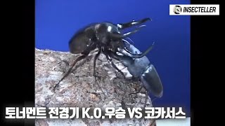 사슴벌레 토너먼트 전경기 K.O.우승의 임페리알리스 VS 최강의 장수풍뎅이 코카서스장수풍뎅이! [충왕전 사슴벌레 VS 장수풍뎅이 스페셜매치 2탄]