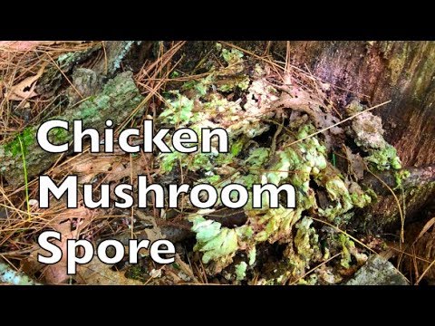 How To Find Chicken Of The Woods Mushroom Spore