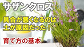 クロウエアの育て方 別名 サザンクロス カインズ花図鑑 Youtube