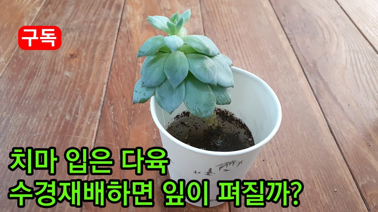 다육 치마를 입었을때 수경재배하면 잎이 다시 펴질까? Will the succulent plant recover if it is