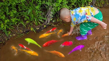 Em ổi bắt những chú cá cảnh đầy màu sắc đáng kinh ngạc trong ao nhỏ, cá vàng, rùa con, cá Koi