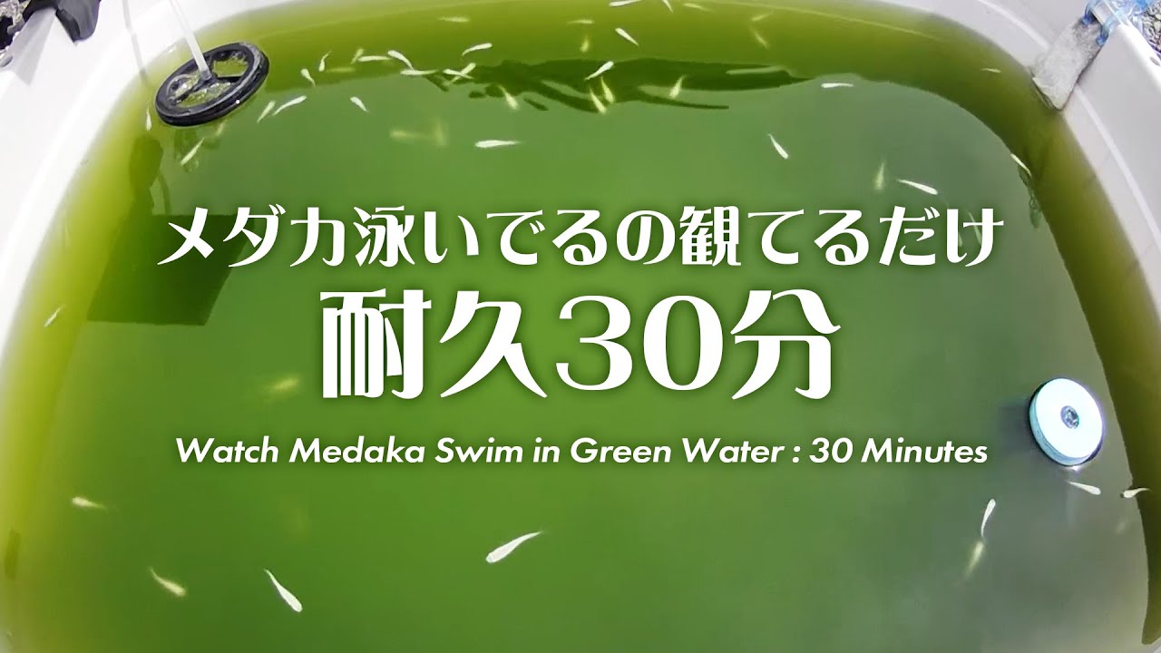 【耐久30分】初夏のメダカたち グリーンウォーター編