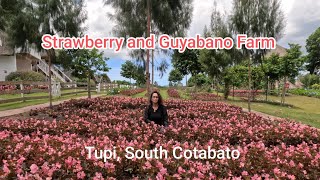 Strawberry and Guyabano Farm , where nature are nurtured.