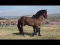 Expozitie cu cai de frumusete Tropote in tara vinului Micesti Alba 1 Oct 2023 Nou!!!
