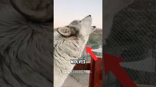 If You Hear Wolves Howling… Don’t Ignore It 🐺