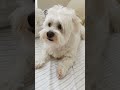 #maltese #cute #cuteanimals #cutedog