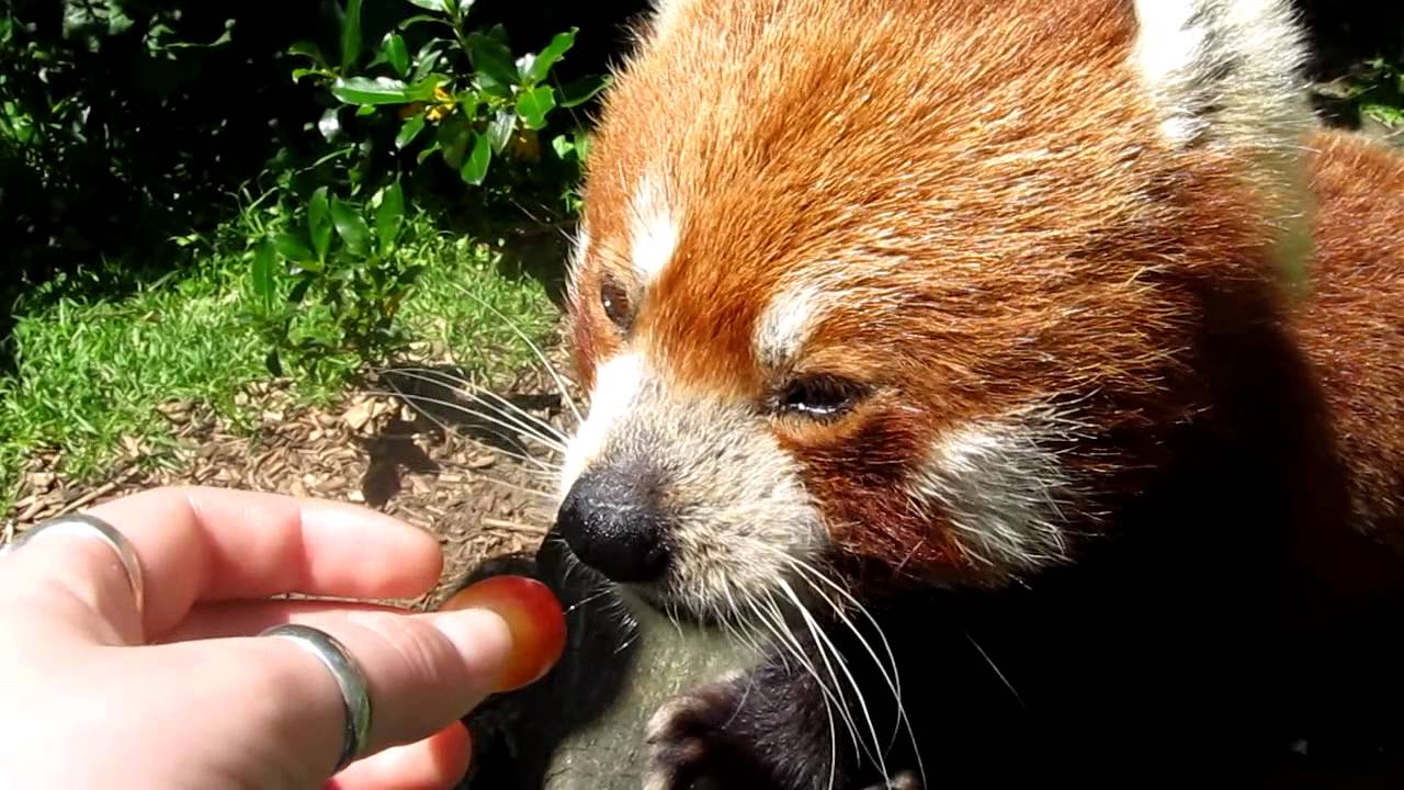 Cute red panda being hand fed - YouTube