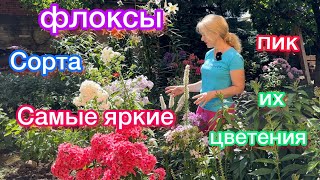 видео: сорта моих очень красивых флоксов,пик цветения картинка: сорта моих очень красивых флоксов,пик цветения
