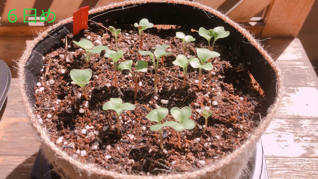 おうち時間 ラディッシュ 間引きと追肥 Youtube