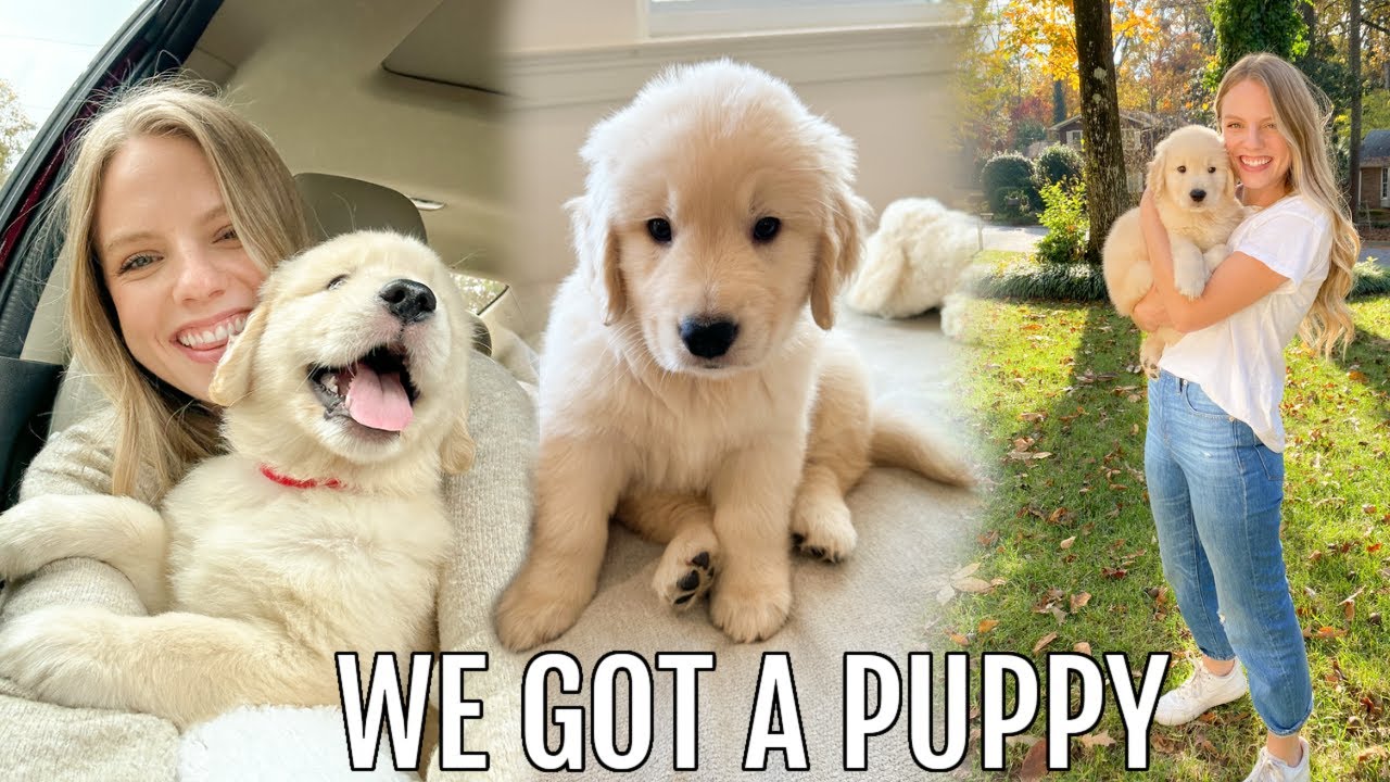 GETTING OUR GOLDEN RETRIEVER PUPPY! first day home + puppy haul!