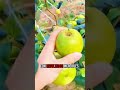 #fertilizante #frutales #cultivonatural #agricultura #produccionfrutal