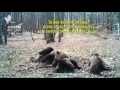 Заповедник "Брянский лес": Хозяин леса, Брянская область