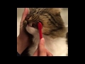 How to Brush Your Cat&#39;s Teeth