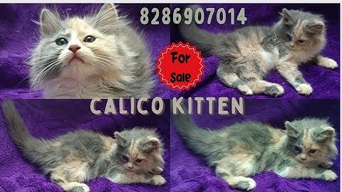 Watch the video about Calico persian female kitten for sale in mumbai thane mumbra 8286907014