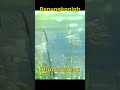 Rhoma Irama - Renungkanlah #Shorts #Music #MusicVideo