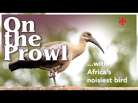 ON THE PROWL ... with Africa's noisiest bird