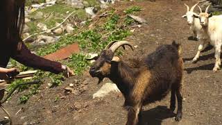 the girl feeds a goat in the mountains by TMA WORLD No views 1 month ago 7 seconds