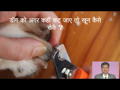 वीडियो: कुत्ते की नाखून से खून बहने से कैसे रोकें