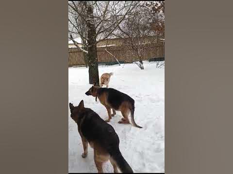 Мэйзи - YouTube