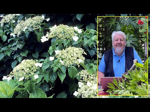 Vidéo: Hortensias résistants au froid : choisir des hortensias pour les paysages de la zone 6