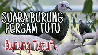 Suara Burung Pergam Tutu - Burung Tutuf - White Bellied Imperial Pigeon