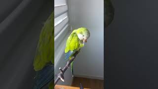 Parrots Eat Sweet Corn! 🦜🌽 Yummy Cute Birds! 😋 とうもろこしを食べる可愛いインコ 🐦✨ #birds #vogel #parrot