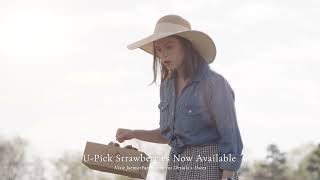 U-Pick Strawberries
