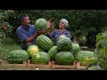 Canning Watermelon Juice For The Winter, Outdoor Cooking