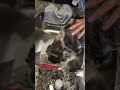 7 months Shih Tzu Bichon taking shower