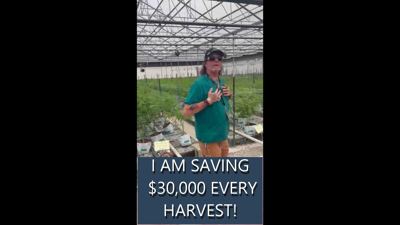 How to Harvest Cannabis Efficiently