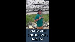 How to Harvest Cannabis Efficiently