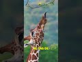 Increíble lengua te sorprenderá 🦒