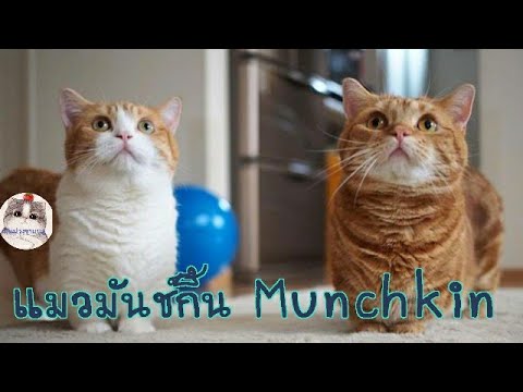 แมวมันช์กิ้น เจ้าขาสั้น ผู้น่ารัก  マングキン猫