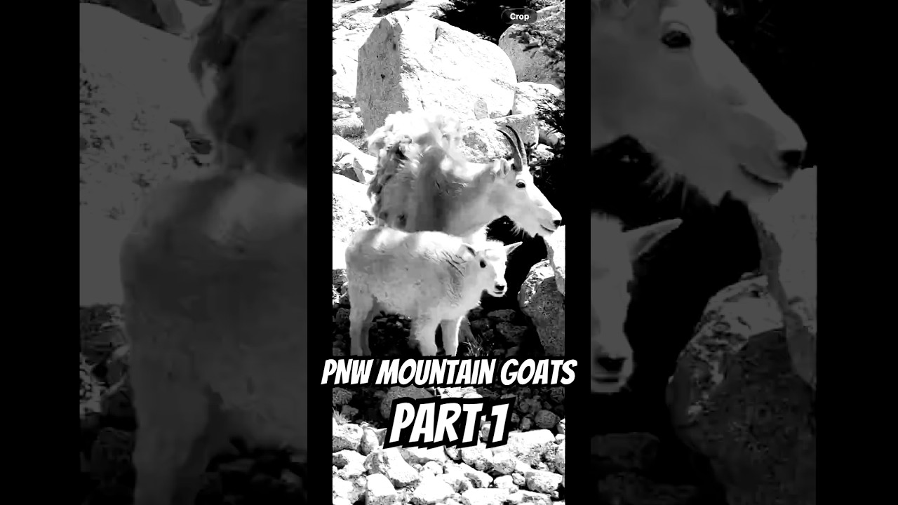 Mountain Goat Experience Part 1                    Subscribe to see the next one! 🐐  