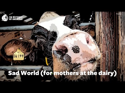 Video: Ter verdediging van dieren?