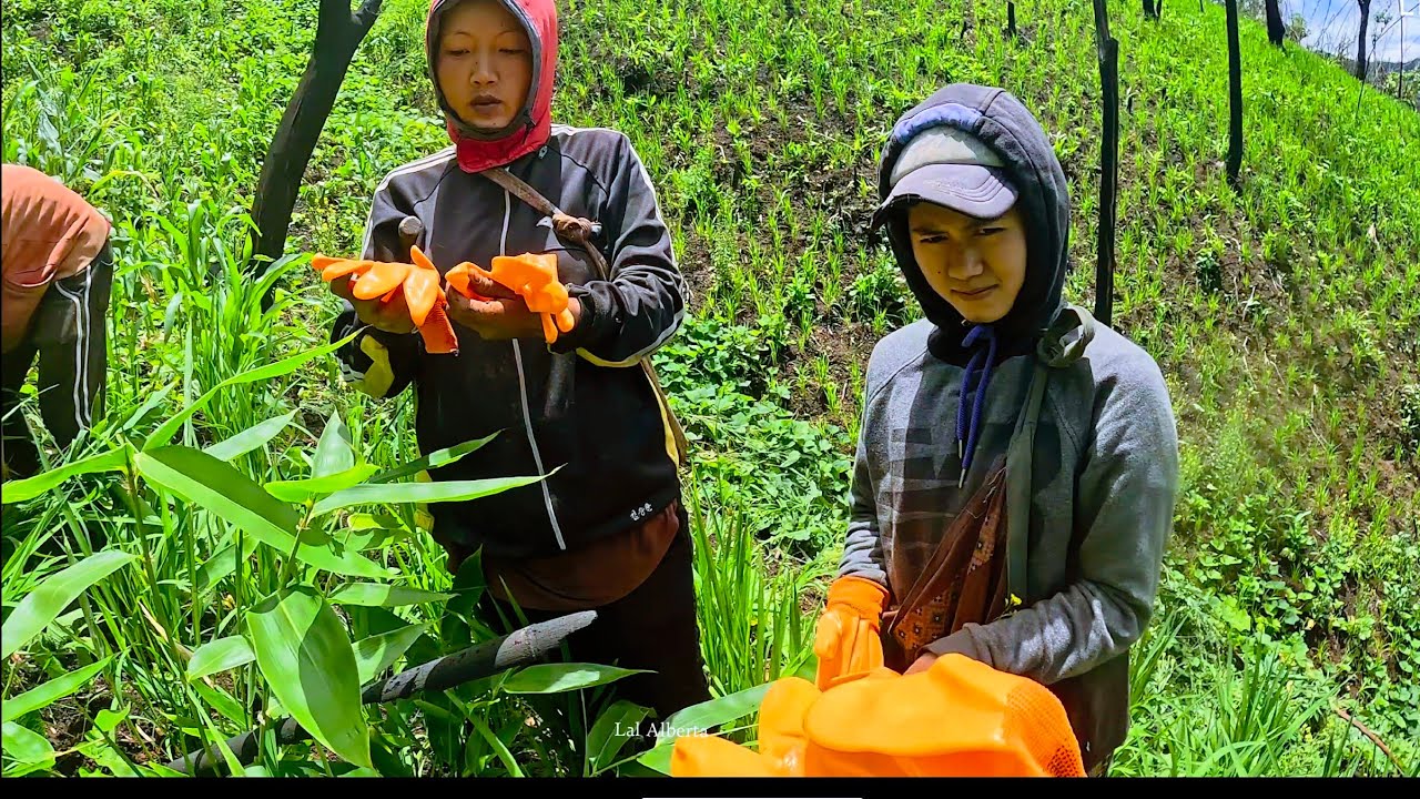 Khawbel LaL in kut kawr A mite a sem Zel