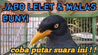 Langsung Respon‼️Terapi Burung Jalak Kebo Lelet dan Susah Bunyi