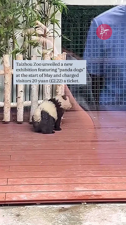 Chinese zoo comes under fire for dyeing dogs to look like pandas after not being allowed real ones