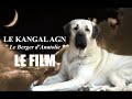 Le Kangal AGN  "Le Berger d'Anatolie" - Le Film 2019