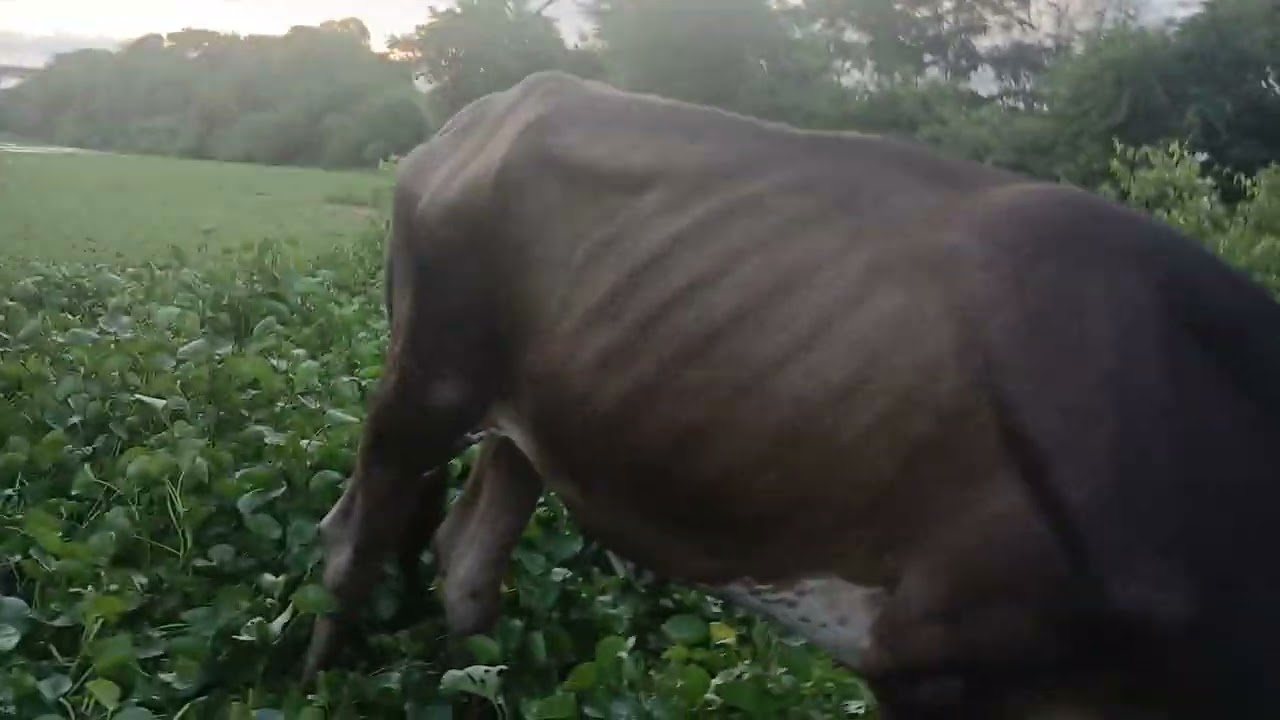 O touro campina perdeu bastante peso 