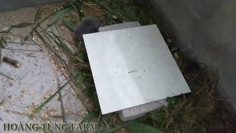 Chia Sẻ Trải Nghiệm Thuần Hoá Dúi Rừng(part 1)