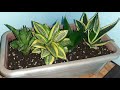 Snake plant propagation Part 2 [4 beautiful varieties]