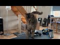 End of video
